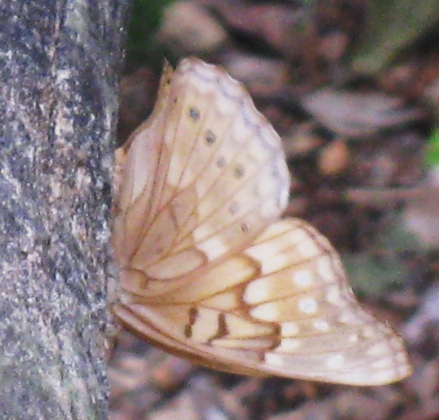 Tan Butterfly